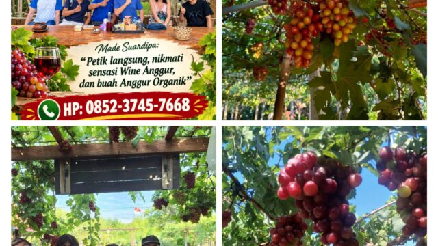 Dari Kebun Anggur Organik Menuju Ecotourism, Made Suardipa Sulap Lahan 300 Meter Jadi Destinasi Anggur